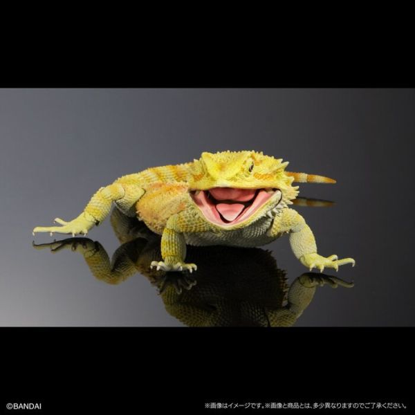 BANDAI 生物大圖鑑 擬真 鬃獅蜥 黃色 可動塗裝完成品 非真實生物 BANDAI 扭蛋 生物大圖鑑 鬃獅蜥 黃色