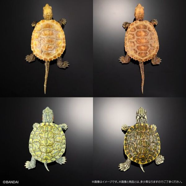 BANDAI 扭蛋 生物大圖鑑進階版 烏龜02 附支架 全4種 一套4入販售 BANDAI 扭蛋 生物大圖鑑進階版 烏龜02 附支架 全4種 一套4入販售