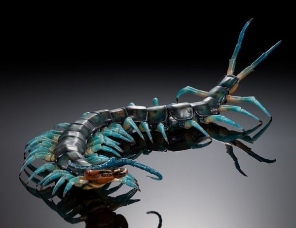 (預購) BANDAI 扭蛋 生物大圖鑑 琉神蜈蚣 BANDAI 扭蛋 生物大圖鑑 琉神蜈蚣