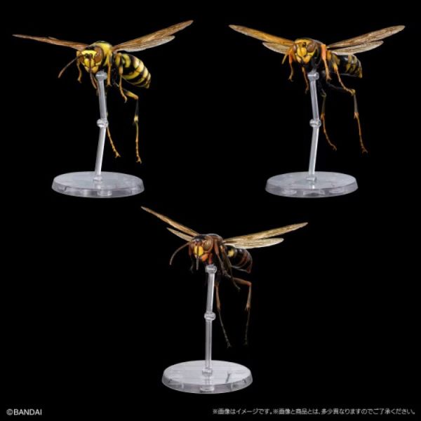(預購) BANDAI 扭蛋 生物大圖鑑 馬蜂亞科 展示架套裝 全3款 隨機3入販售 20251029 (預購) BANDAI 扭蛋 生物大圖鑑 馬蜂亞科 展示架套裝 全3款 隨機3入販售 20251029