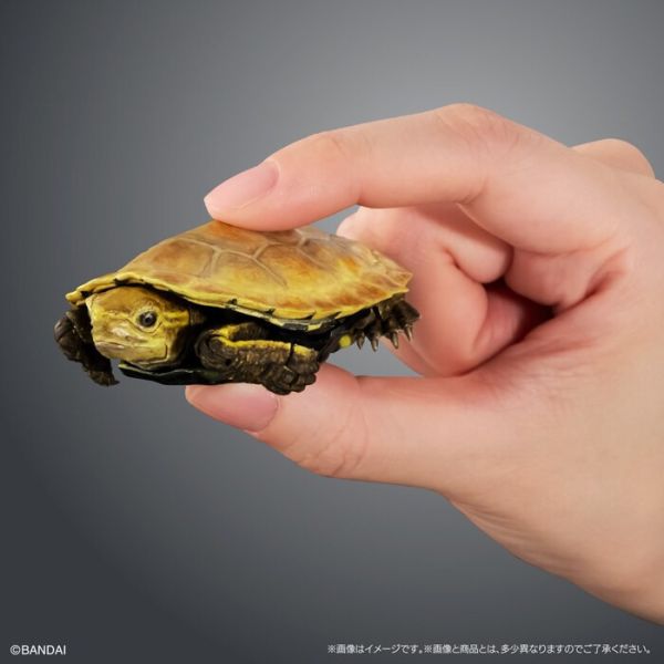 BANDAI 扭蛋 生物大圖鑑進階版 烏龜02 附支架 全4種 一套4入販售 BANDAI 扭蛋 生物大圖鑑進階版 烏龜02 附支架 全4種 一套4入販售