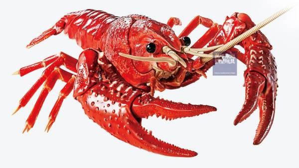美國螯蝦 紅色 FUJIMI 自由研究24 生物編 富士美 組裝模型 FUJIMI,自由研究,生物,美國螯蝦,紅色,