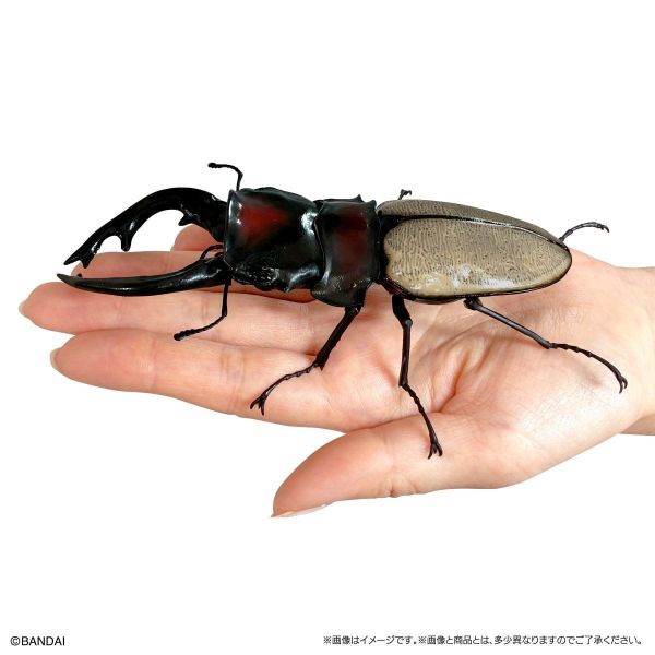 (預購) BANDAI 扭蛋 生物大圖鑑 鍬形蟲12 附樹皮台座(小) 全6種 一套6入販售 20260302 BANDAI 扭蛋 生物大圖鑑 鍬形蟲12 附樹皮台座(小) 全6種 一套6入販售