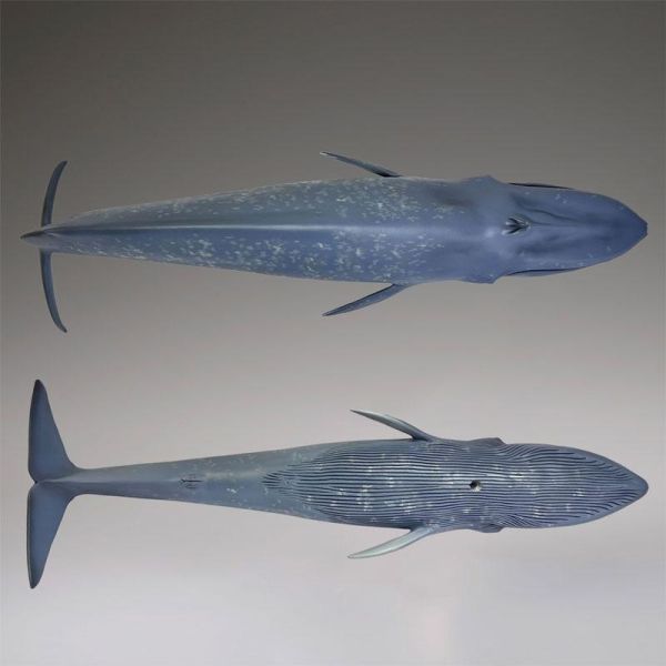 (預購) Kaiyodo 海洋堂 國立科學博物館 戶外展示 藍鯨 20261117 Kaiyodo 海洋堂 國立科學博物館 戶外展示 藍鯨