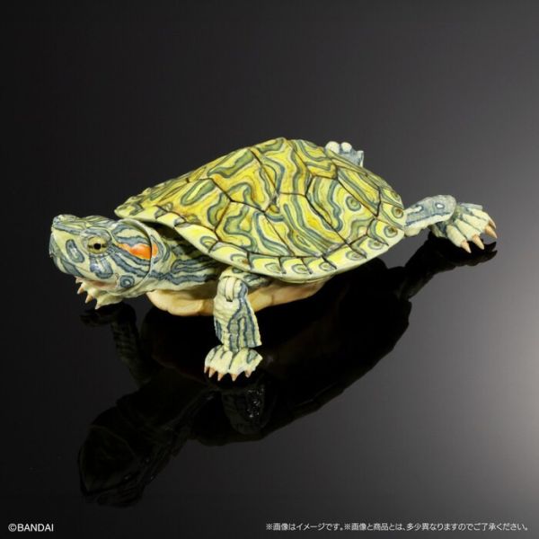 BANDAI 扭蛋 生物大圖鑑進階版 烏龜02 附支架 全4種 一套4入販售 BANDAI 扭蛋 生物大圖鑑進階版 烏龜02 附支架 全4種 一套4入販售