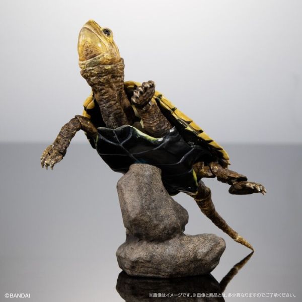 BANDAI 扭蛋 生物大圖鑑進階版 烏龜02 附支架 全4種 一套4入販售 BANDAI 扭蛋 生物大圖鑑進階版 烏龜02 附支架 全4種 一套4入販售