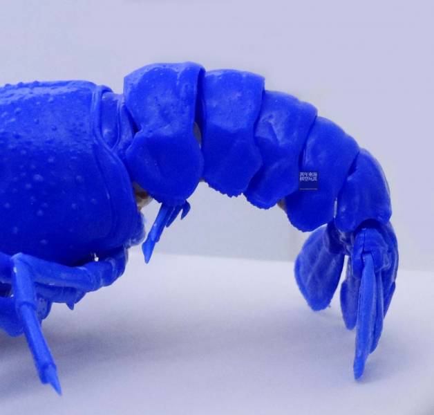 美國螯蝦 藍色 FUJIMI 自由研究24EX1 生物編 富士美 組裝模型 FUJIMI,自由研究,生物,美國螯蝦,藍色,