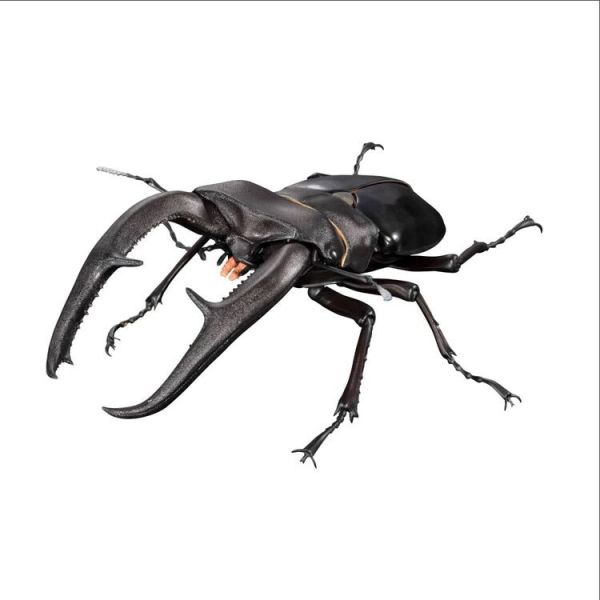 (預購) BANDAI 盒玩 生物大圖鑑PREMIUM 巨顎叉角鍬形蟲 黑 全1種 20260105 BANDAI 盒玩 生物大圖鑑PREMIUM 巨顎叉角鍬形蟲 黑 全1種