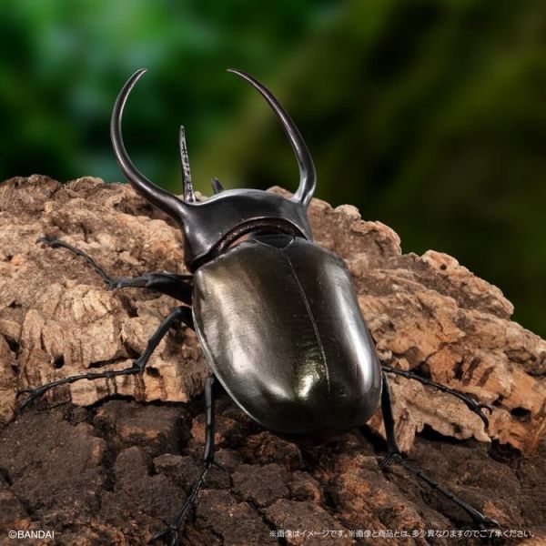 (預購) BANDAI 扭蛋 生物大圖鑑 獨角仙10 附樹皮底座(小) 全5種 一套5入販售 20251214 BANDAI 扭蛋 生物大圖鑑 獨角仙10 附樹皮底座(小) 全5種 一套5入販售