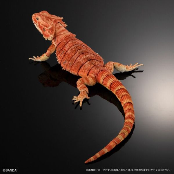 BANDAI 生物大圖鑑 擬真 鬃獅蜥 紅色 可動塗裝完成品 非真實生物 BANDAI 扭蛋 生物大圖鑑 鬃獅蜥 紅色