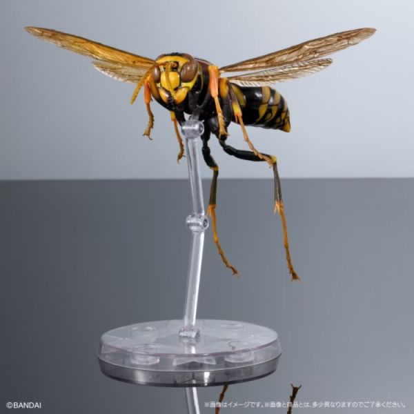 (預購) BANDAI 扭蛋 生物大圖鑑 馬蜂亞科 展示架套裝 全3款 隨機3入販售 20251029 (預購) BANDAI 扭蛋 生物大圖鑑 馬蜂亞科 展示架套裝 全3款 隨機3入販售 20251029