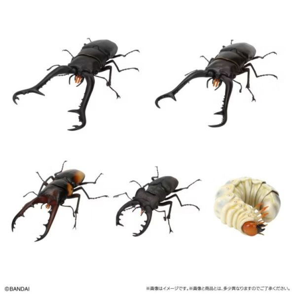 (預購) BANDAI 扭蛋 生物大圖鑑 鍬形蟲11 附樹皮底座(小) 全5種 隨機5入販售 20251031 (預購) BANDAI 扭蛋 生物大圖鑑 鍬形蟲11 附樹皮底座(小) 全5種 隨機5入販售 20251031