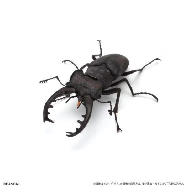 (預購) BANDAI 扭蛋 生物大圖鑑 鍬形蟲11 附樹皮底座(小) 全5種 隨機5入販售 20251031 (預購) BANDAI 扭蛋 生物大圖鑑 鍬形蟲11 附樹皮底座(小) 全5種 隨機5入販售 20251031
