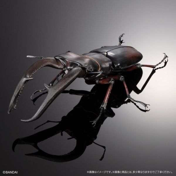 (預購) BANDAI 盒玩 生物大圖鑑PREMIUM 巨顎叉角鍬形蟲 紅 全1種 20260105 BANDAI 盒玩 生物大圖鑑PREMIUM 巨顎叉角鍬形蟲 紅 全1種