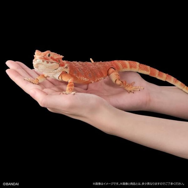 BANDAI 生物大圖鑑 擬真 鬃獅蜥 紅色 可動塗裝完成品 非真實生物 BANDAI 扭蛋 生物大圖鑑 鬃獅蜥 紅色