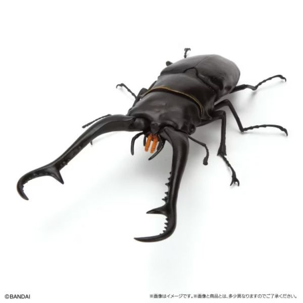(預購) BANDAI 扭蛋 生物大圖鑑 鍬形蟲11 附樹皮底座(小) 全5種 隨機5入販售 20251031 (預購) BANDAI 扭蛋 生物大圖鑑 鍬形蟲11 附樹皮底座(小) 全5種 隨機5入販售 20251031