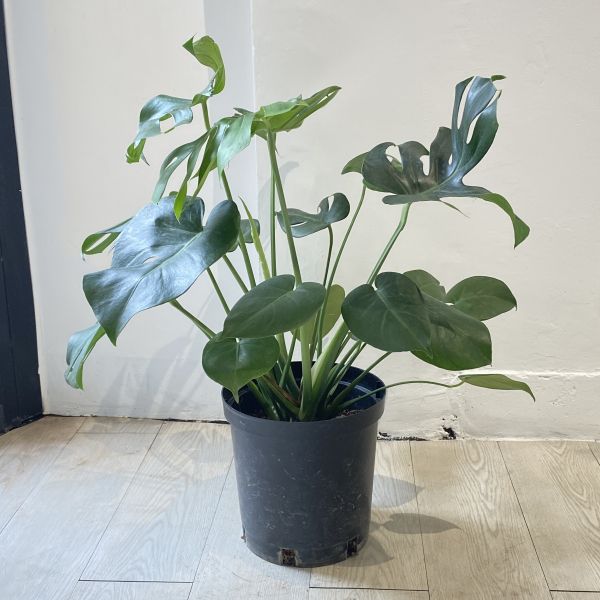 龜背芋65 