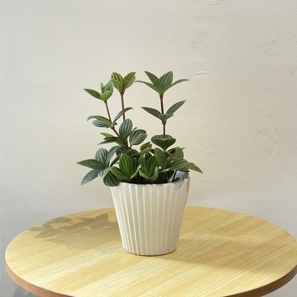 小植物01 