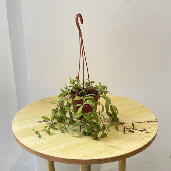 小植物02 