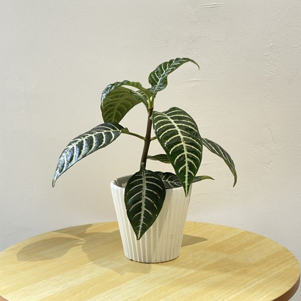 小植物01 