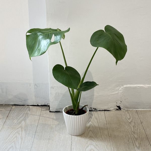龜背芋40 