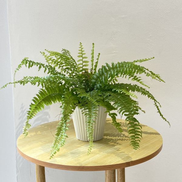 小植物01 