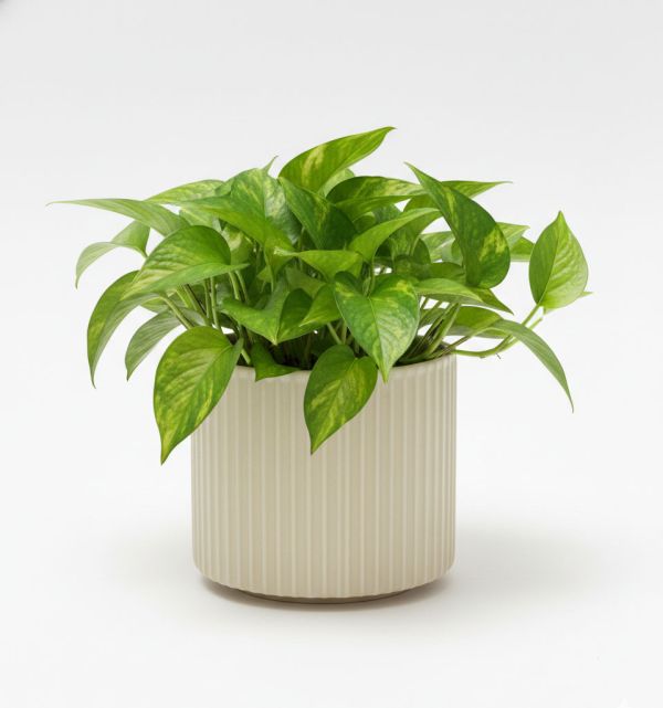 米白紋塑陶瓷小花盆 