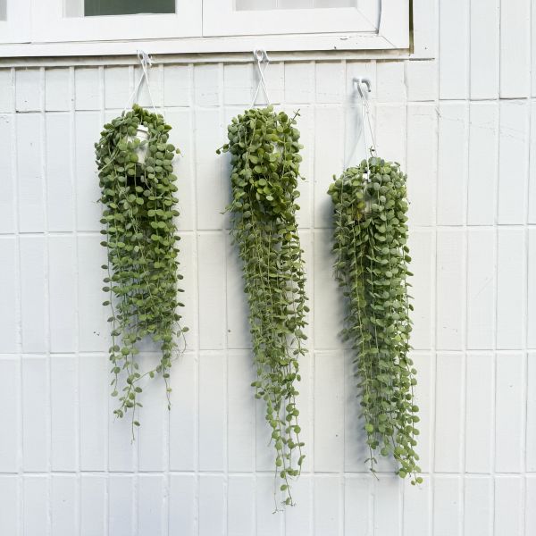 鈕扣藤吊盆 | 小植物 