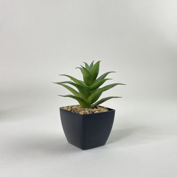 黑色迷你小盆栽 