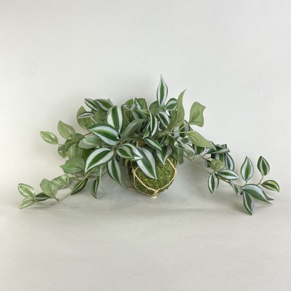 人造苔蘚球吊竹草 