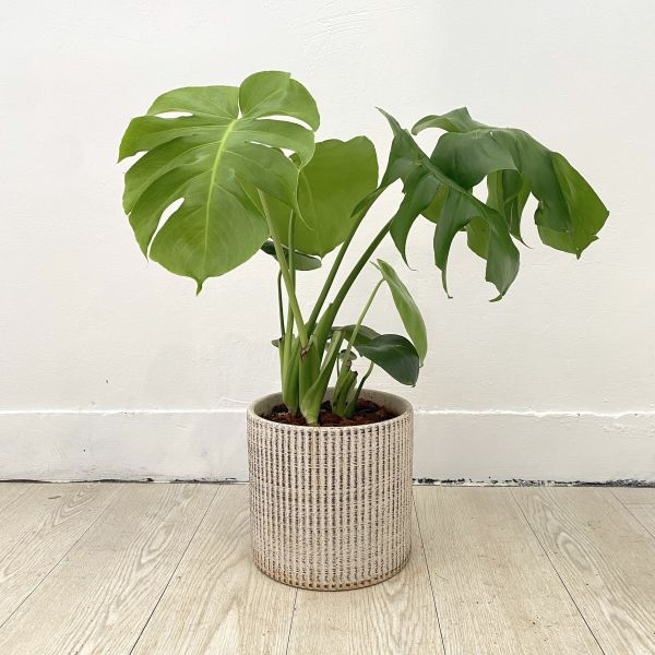 龜背芋50 