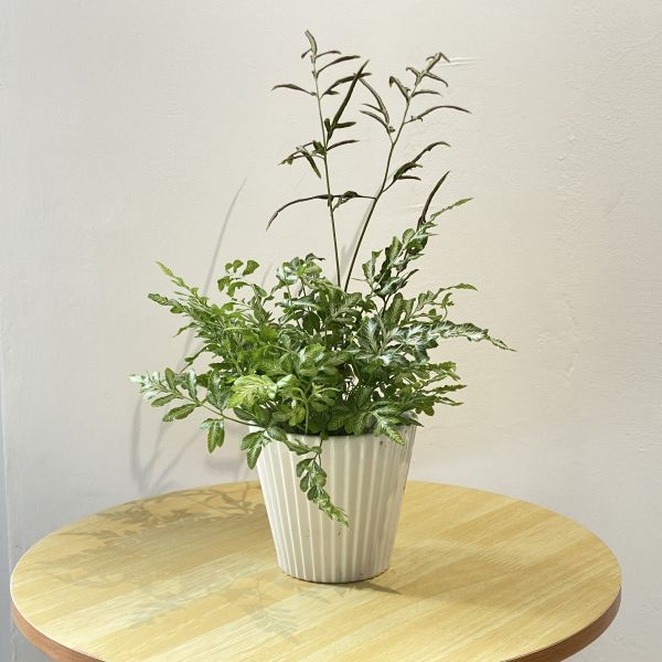 小植物01 