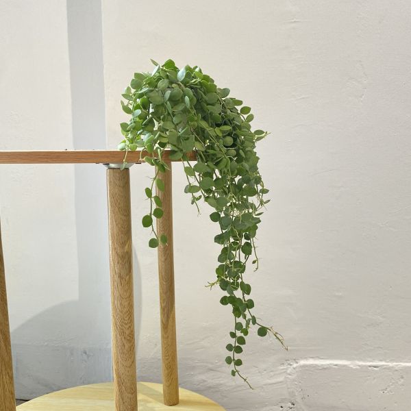 小植物02 