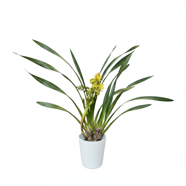 水仙花 | 中植物 