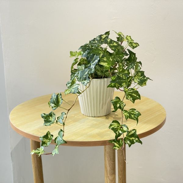 小植物01 