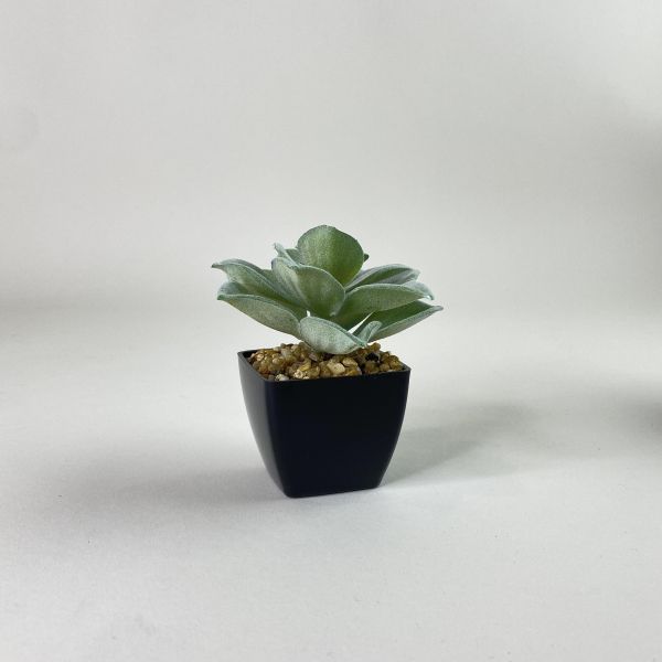 黑色迷你小盆栽 