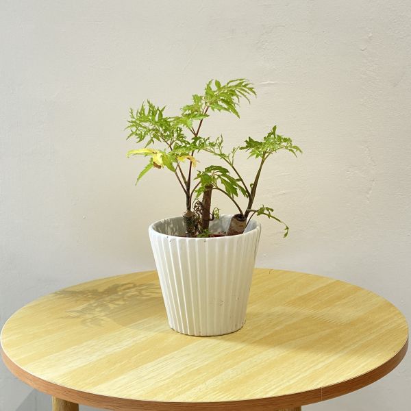 小植物01 