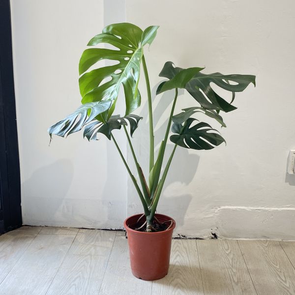 龜背芋75 