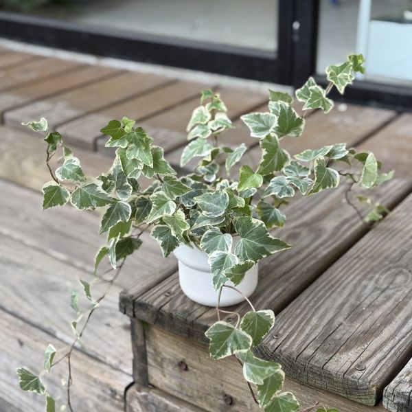 常春藤3吋 | 小植物 