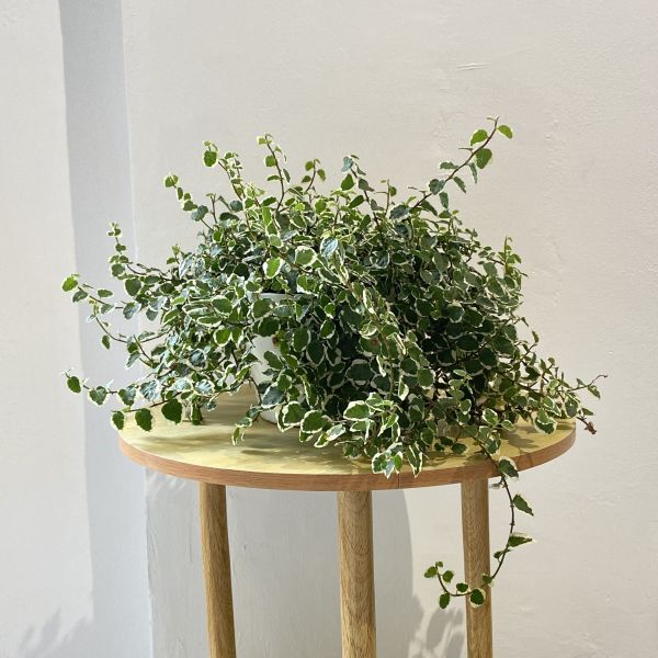 小植物02 