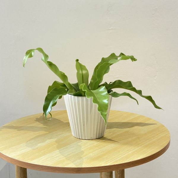 小植物01 