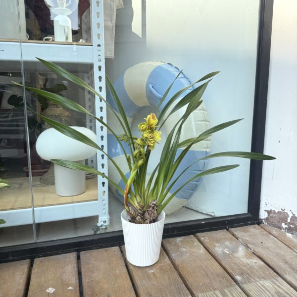 水仙花 | 中植物 