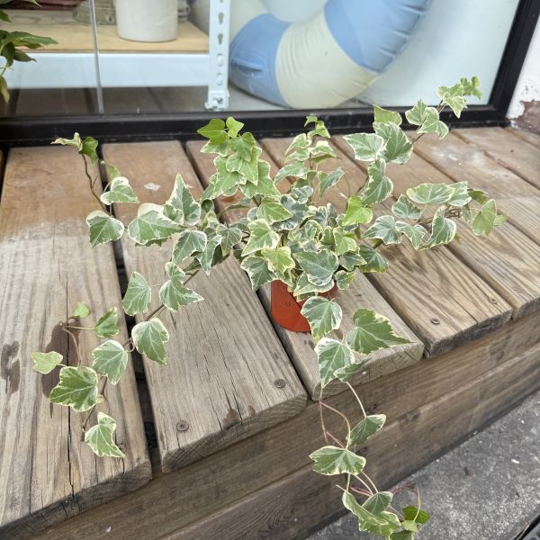 常春藤3吋 | 小植物 