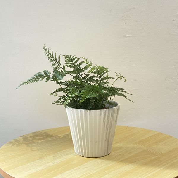 小植物01 