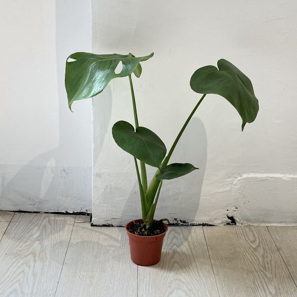 龜背芋40 