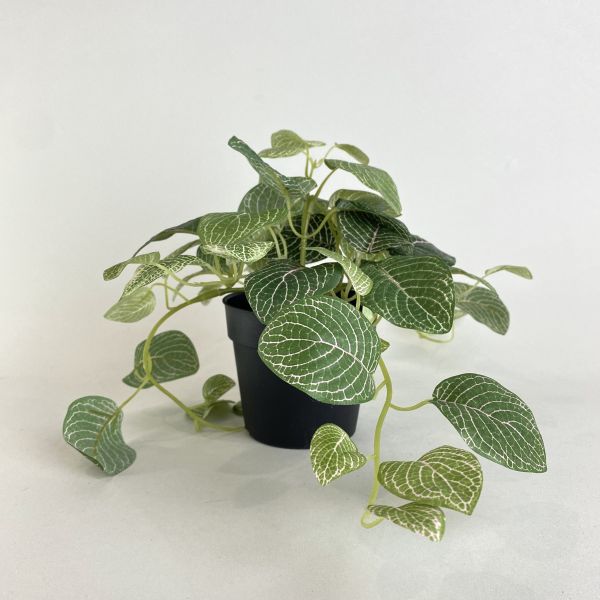 人造網紋草 