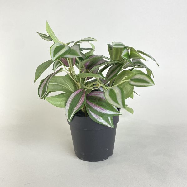 人造紫色吊竹草 