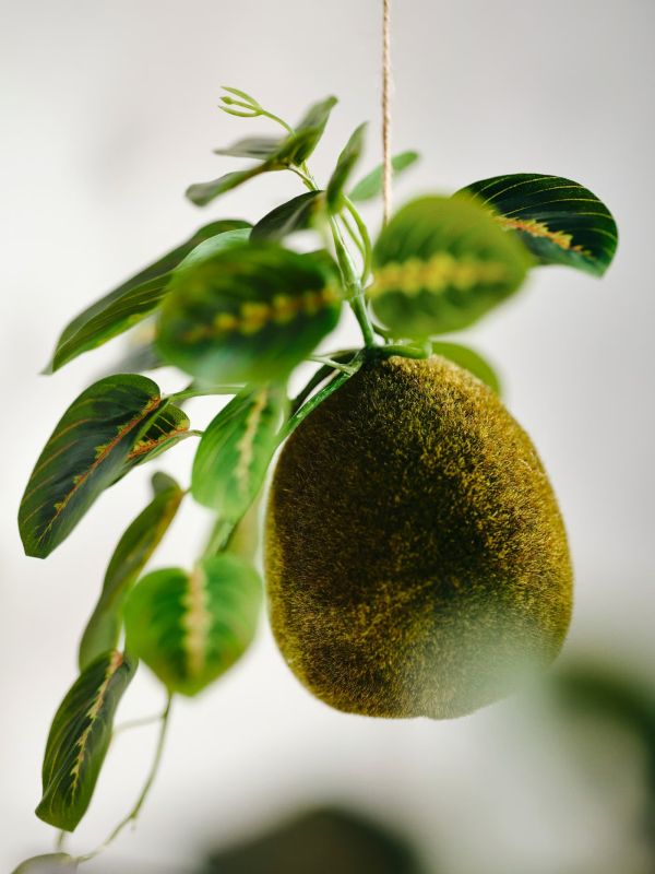 仿真植物 | 苔蘚球竹芋 