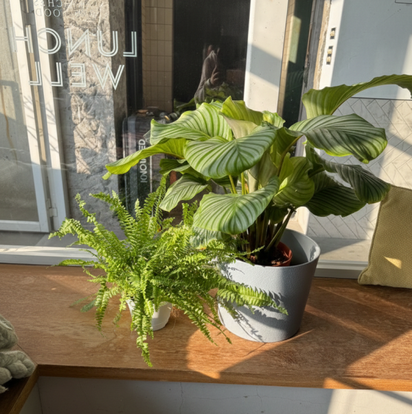 青蘋果竹芋 | 中植物 