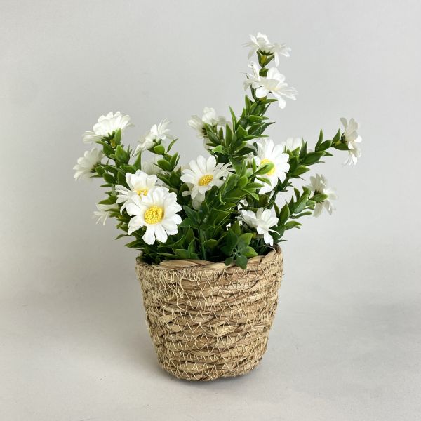 人造雛菊 